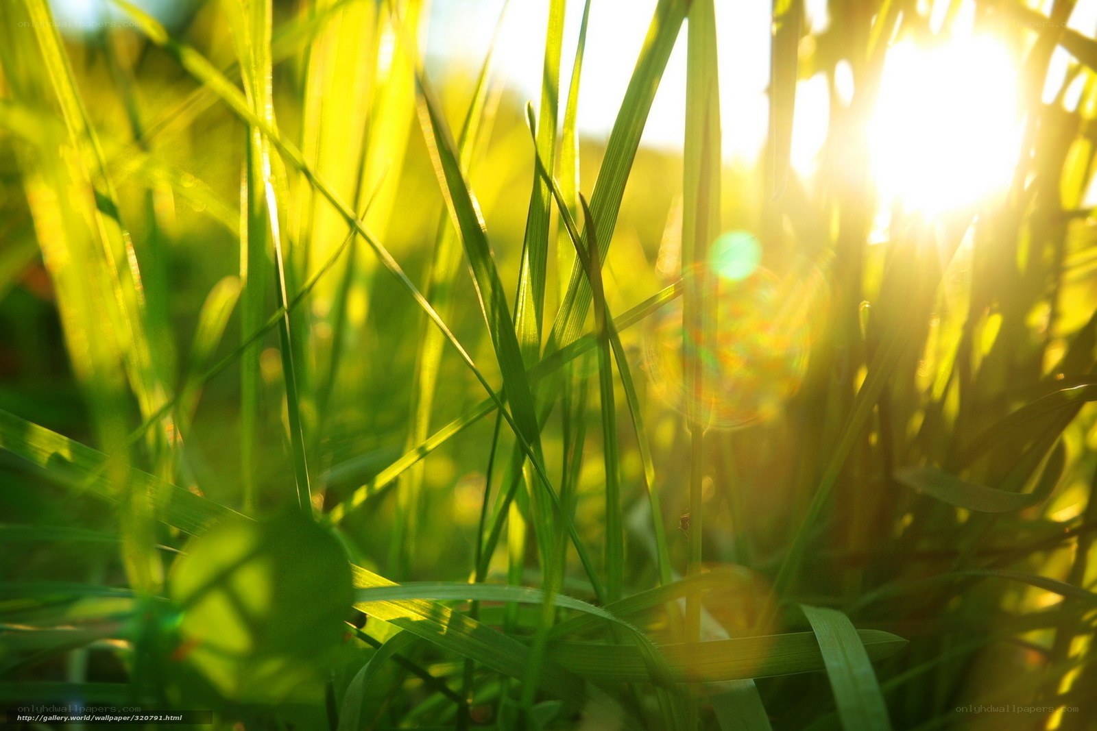 Sunlight through green grass
