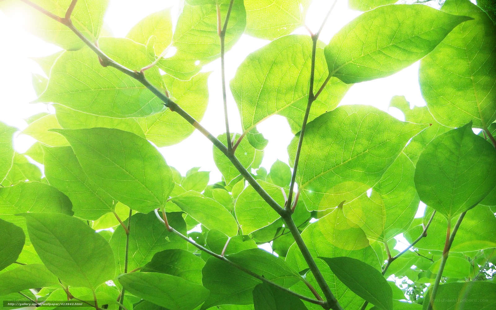 Sunlight through green leaves