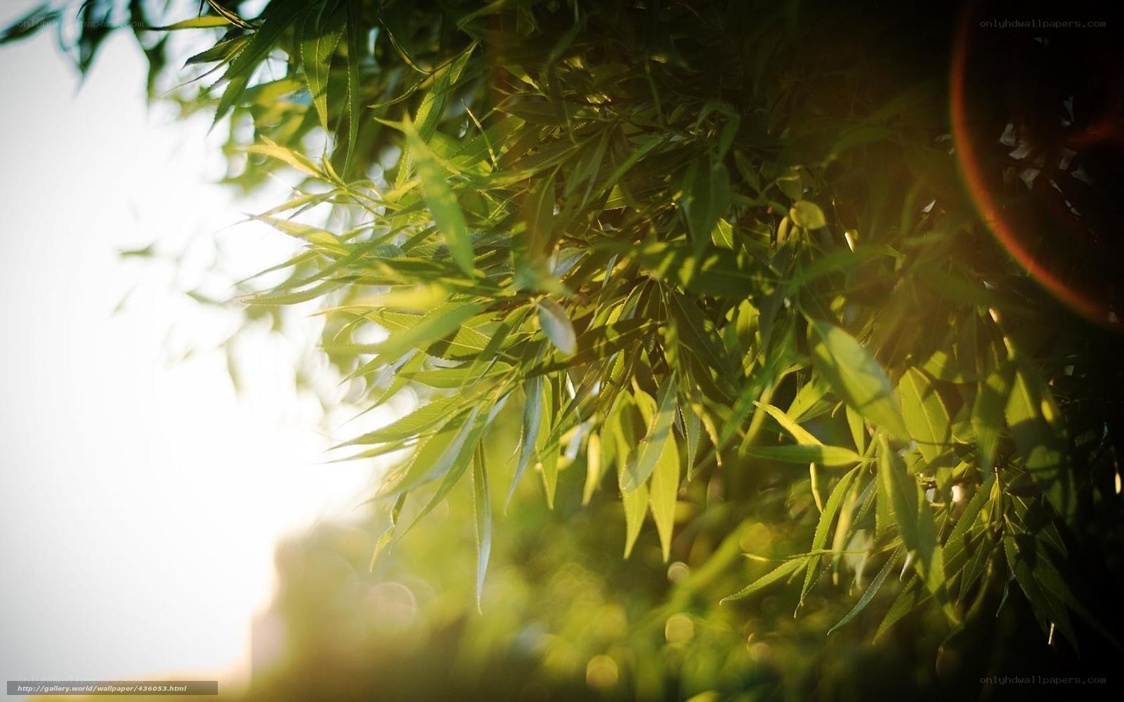 Sunlight through green leaves