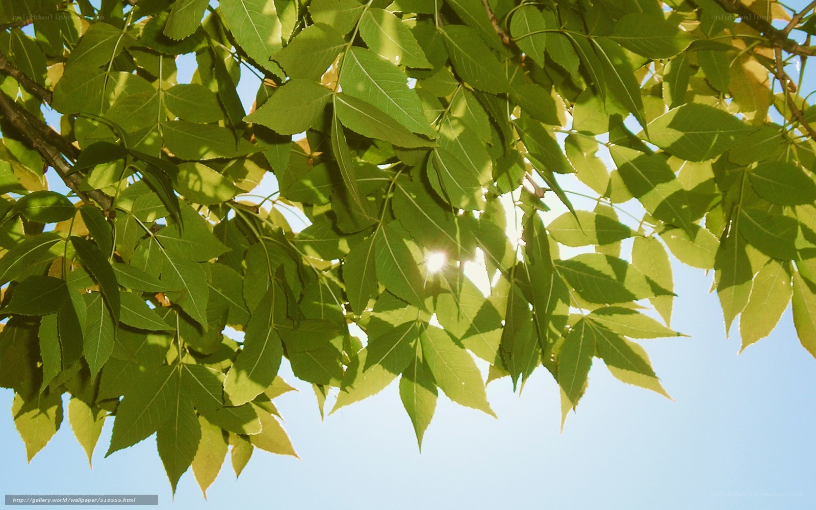 Sunlight through green leaves