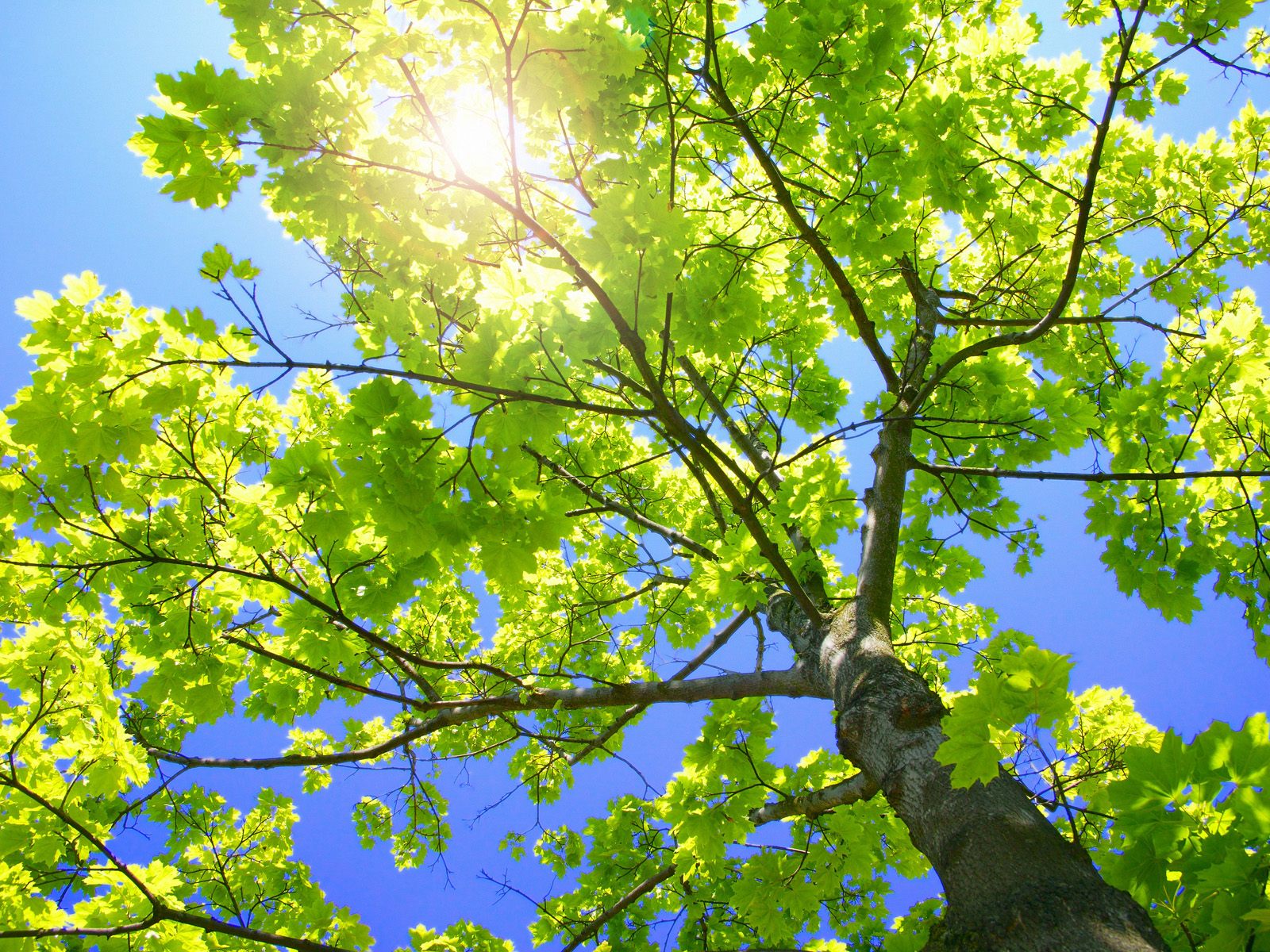 Sunlight through green leaves