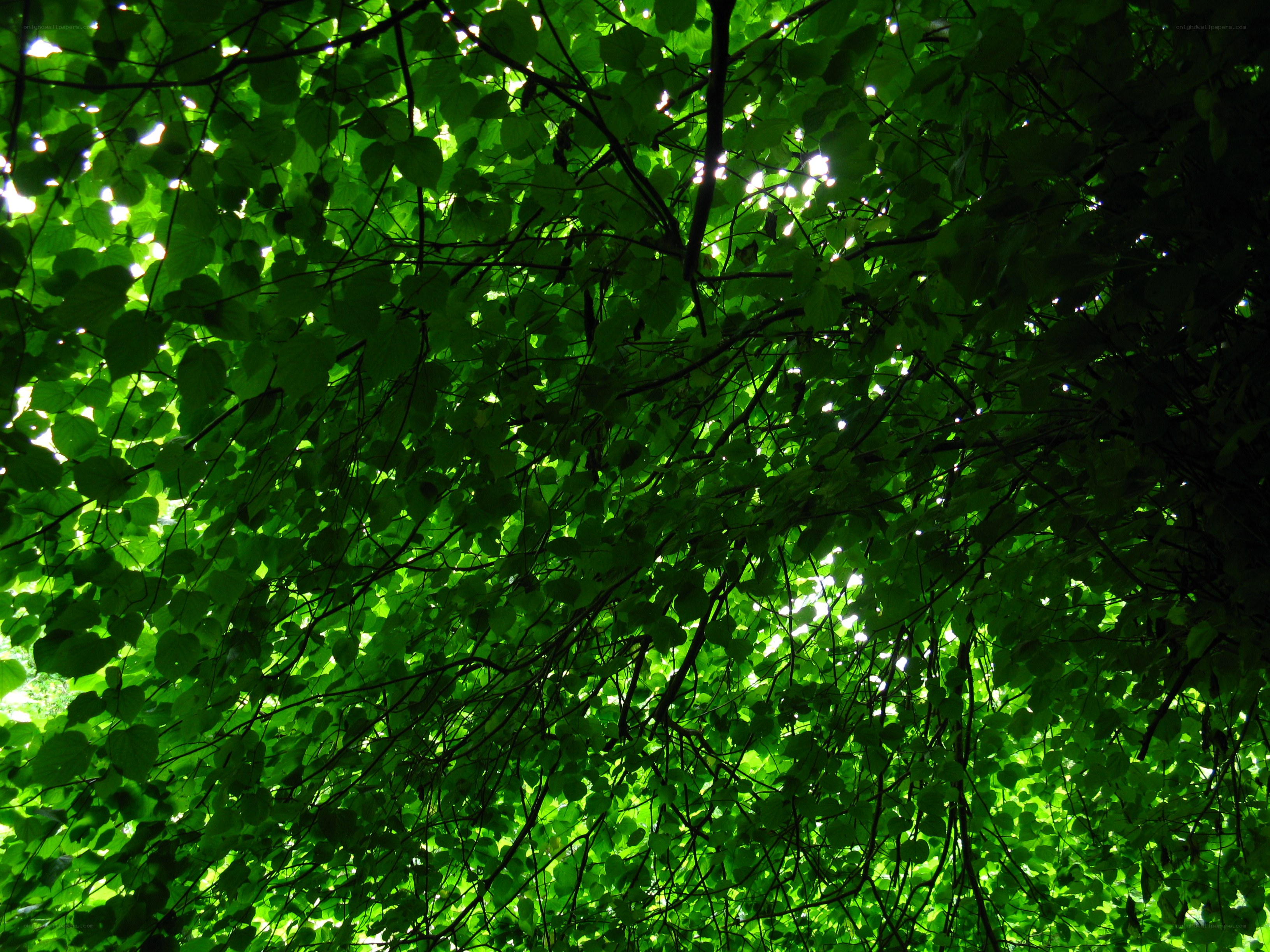 Sunlight through green leaves