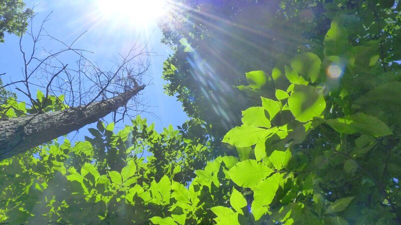 Sunlight through green leaves