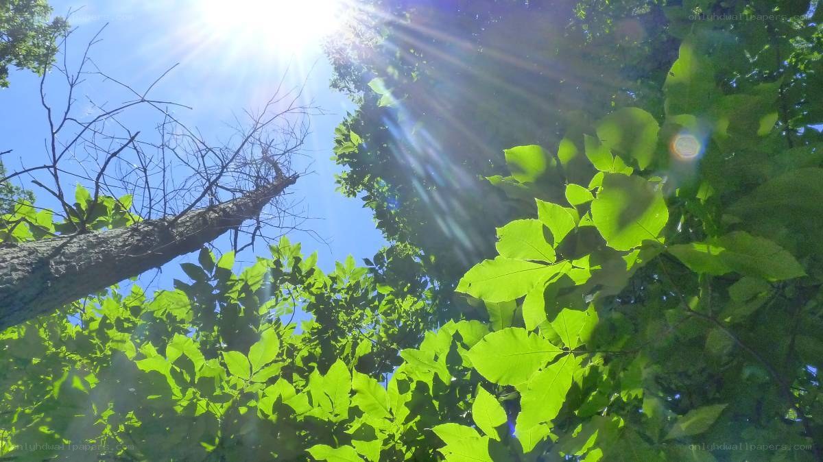 Sunlight through green leaves