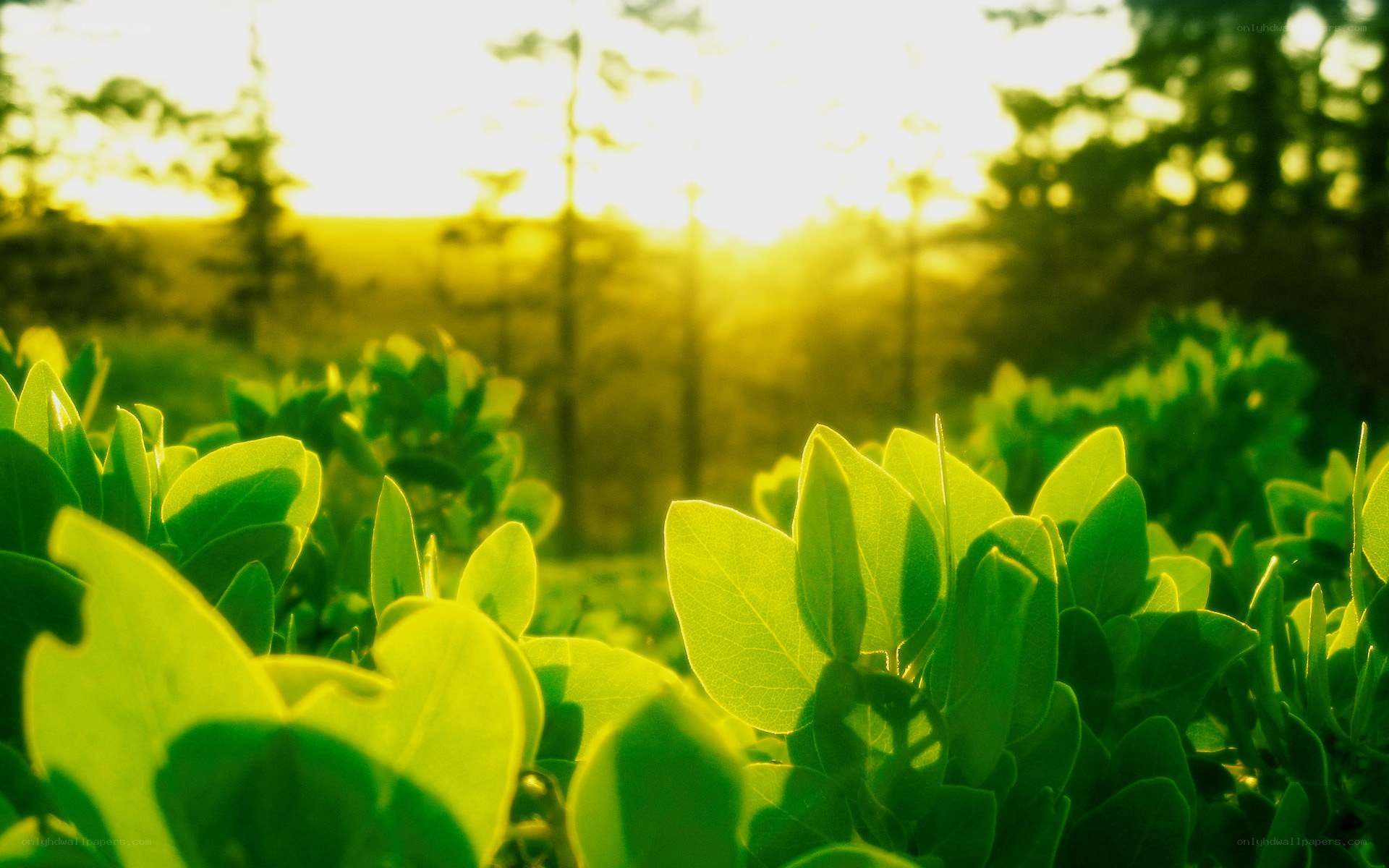 Sunlight through green leaves