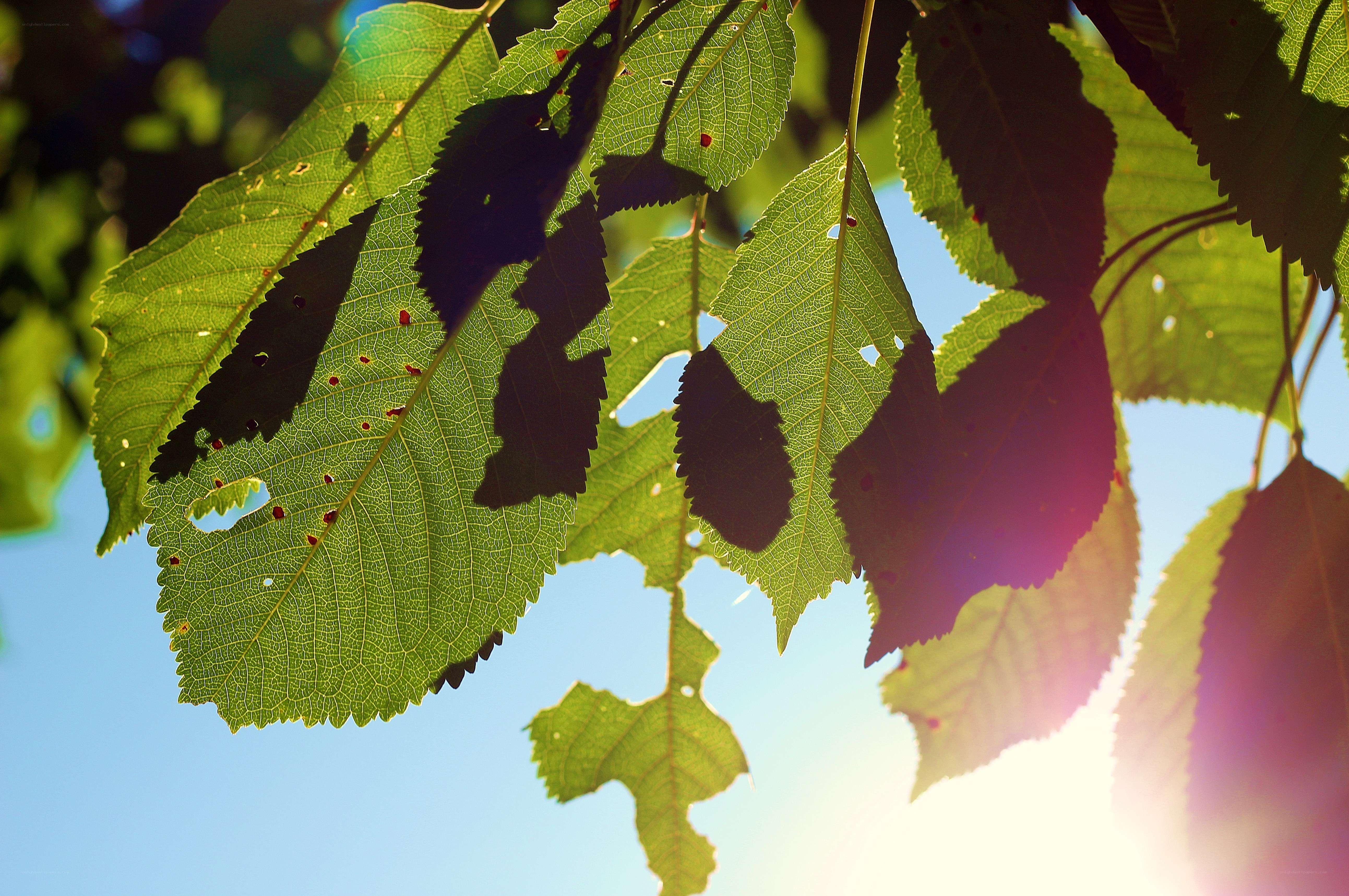 sunlight through green leaves