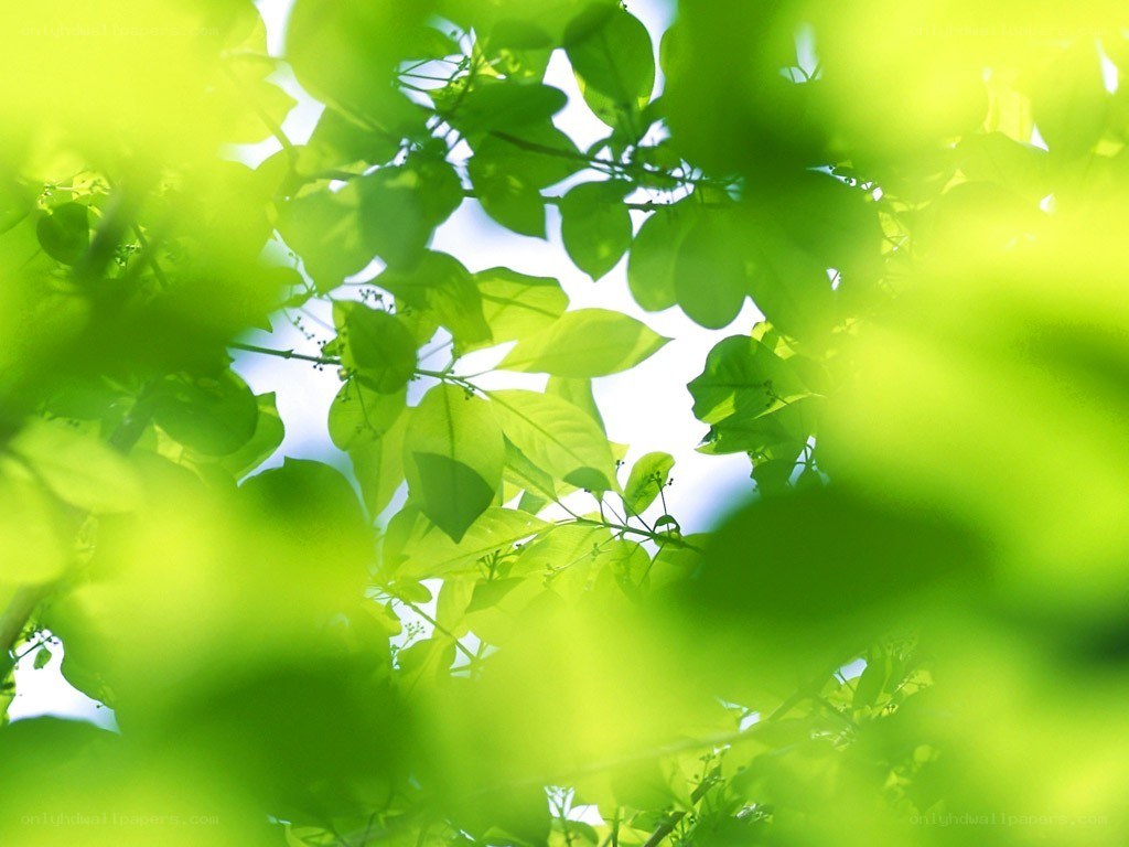Sunlight through green leaves