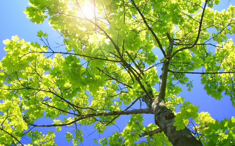 Sunlight through green leaves