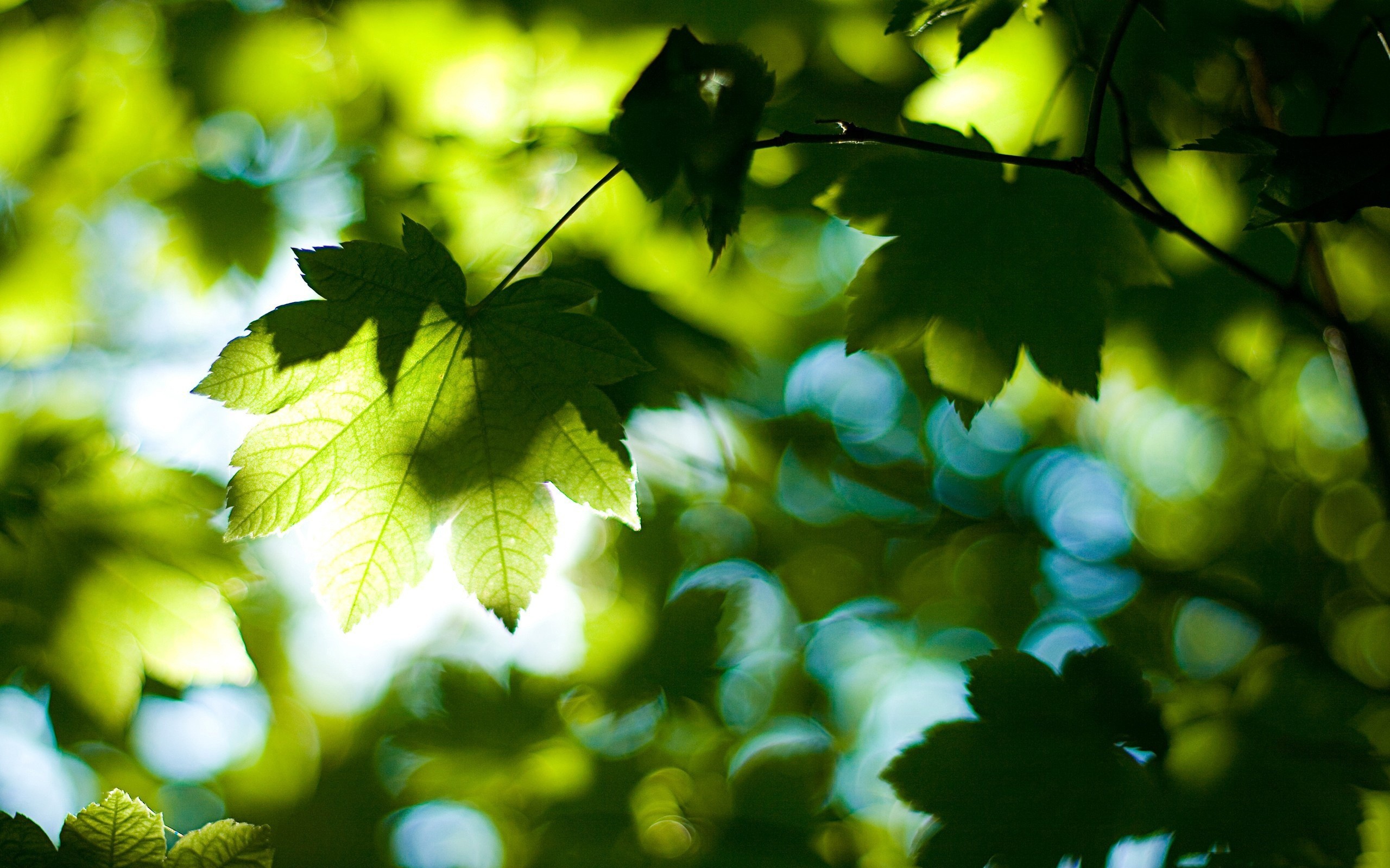 sunlight through green leaves