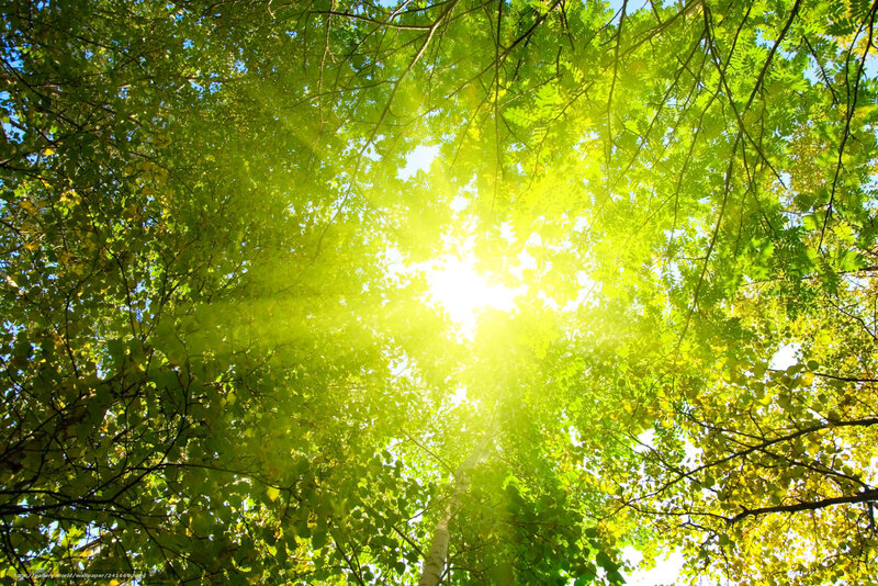 Sunlight through green leaves