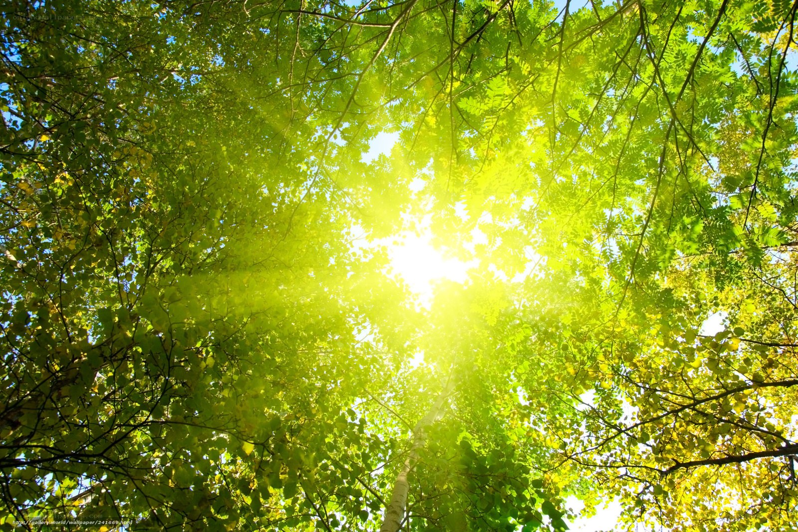 Sunlight through green leaves