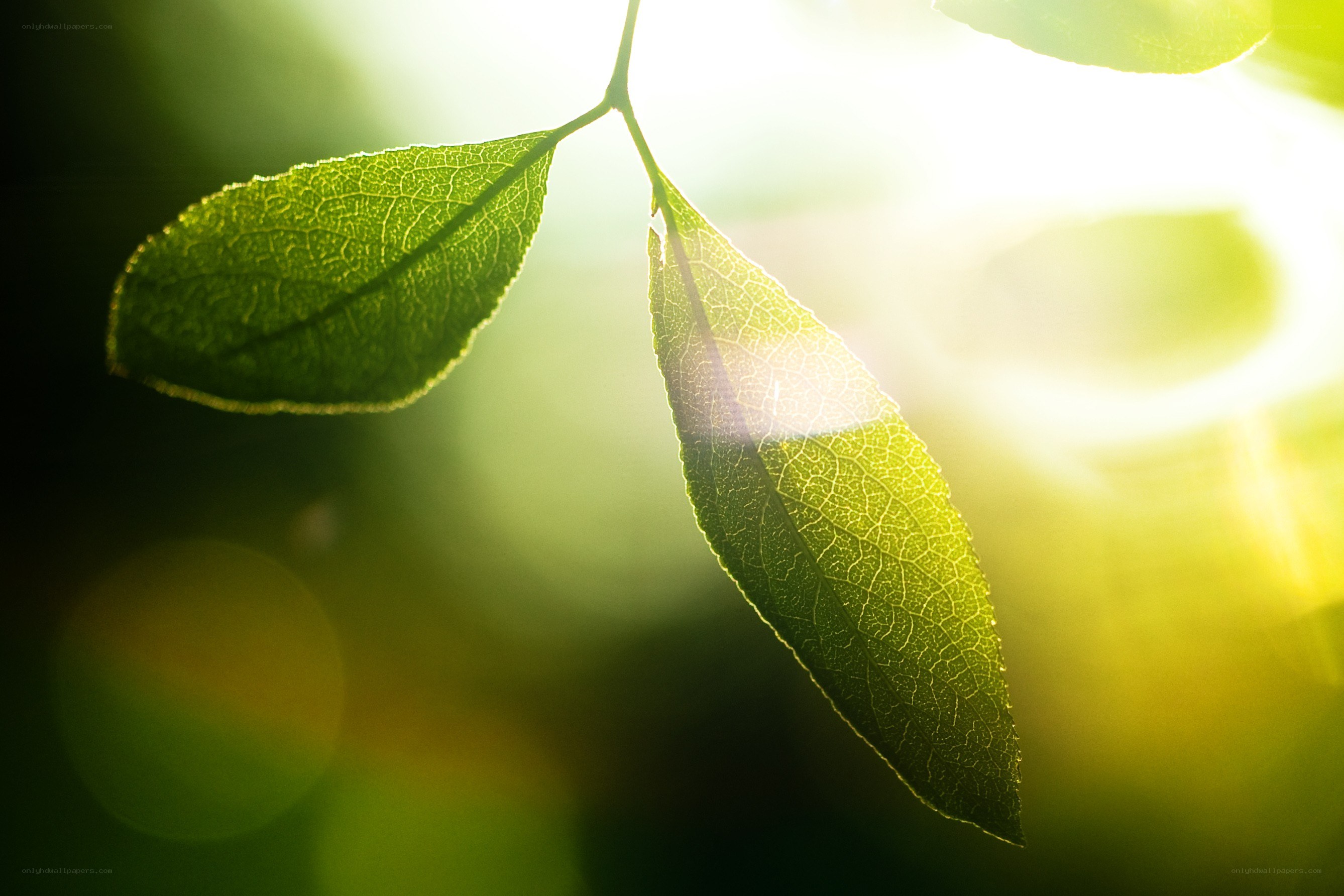 Sunlight through green leaves