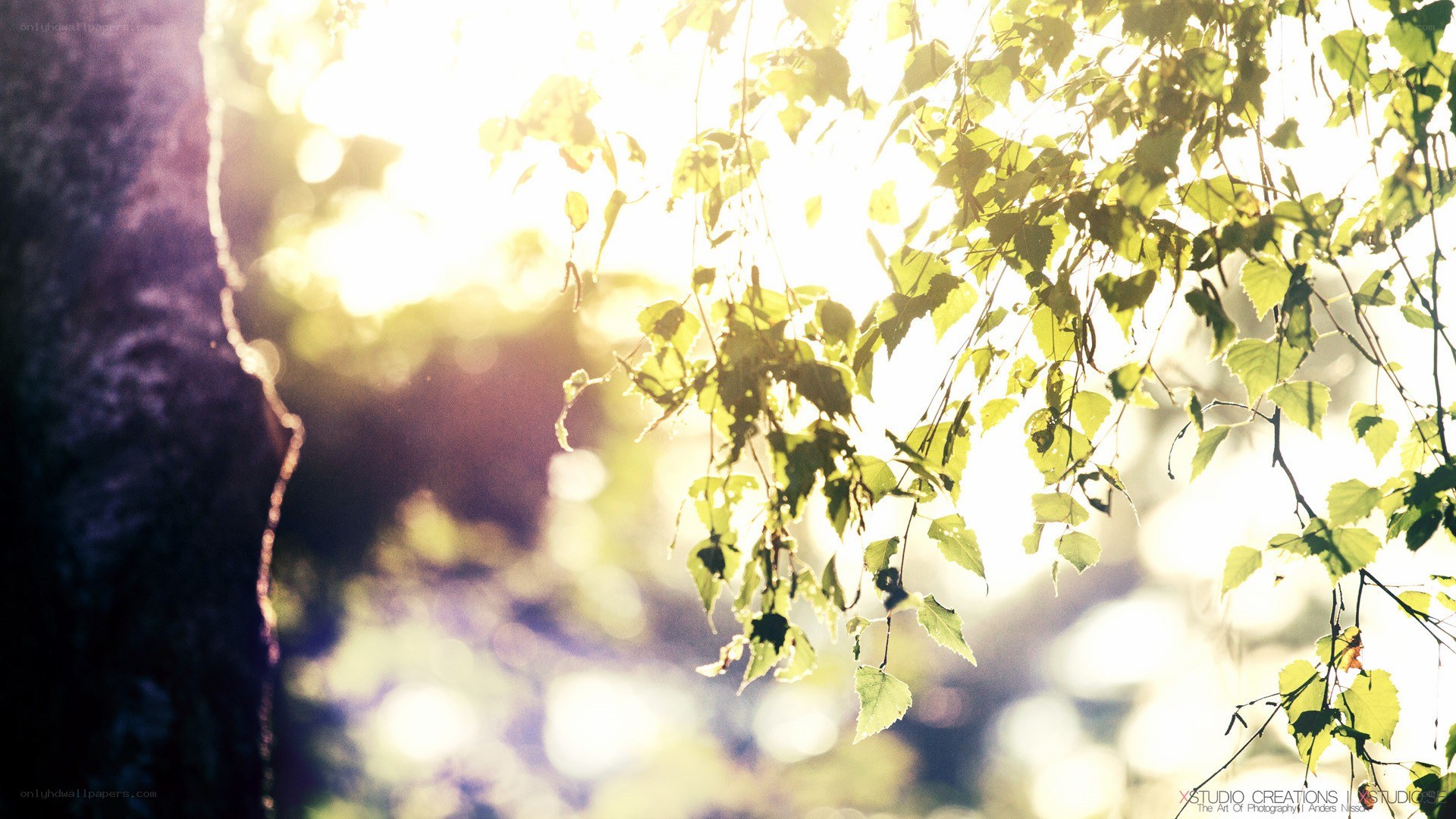 Sunlight through green leaves