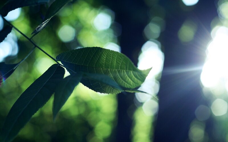 sunlight through green leaves