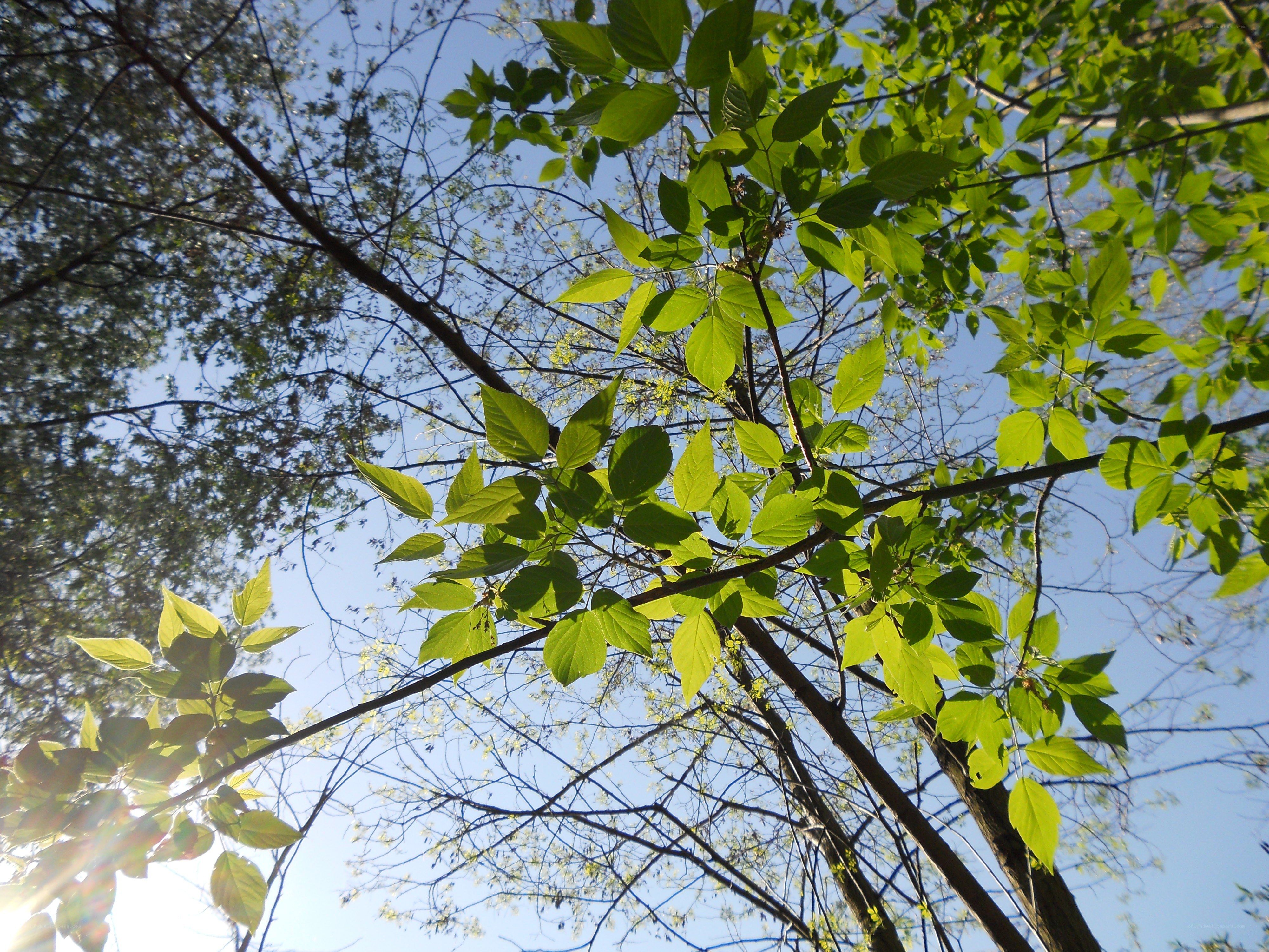 sunlight through green leaves