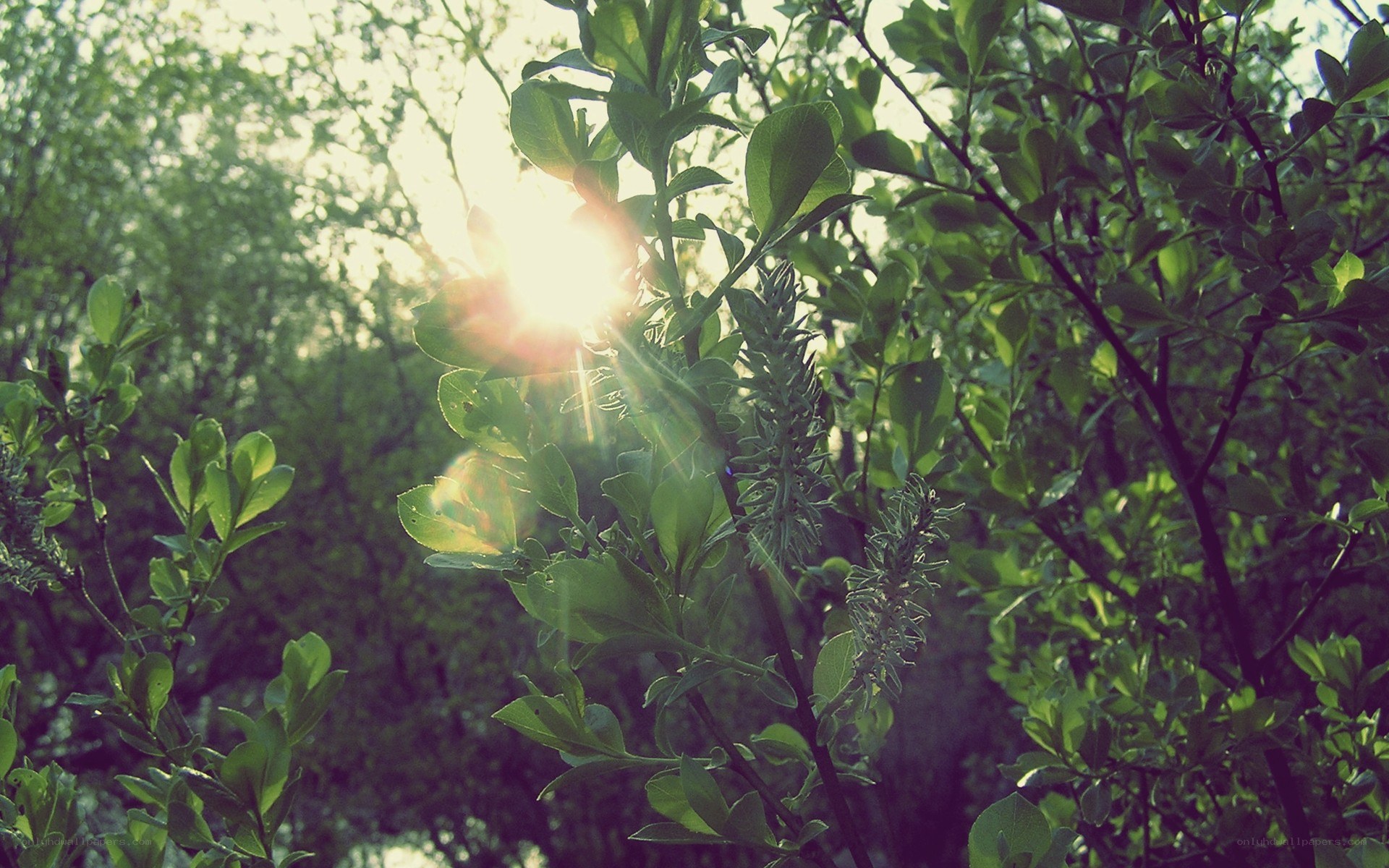 sunlight through green leaves
