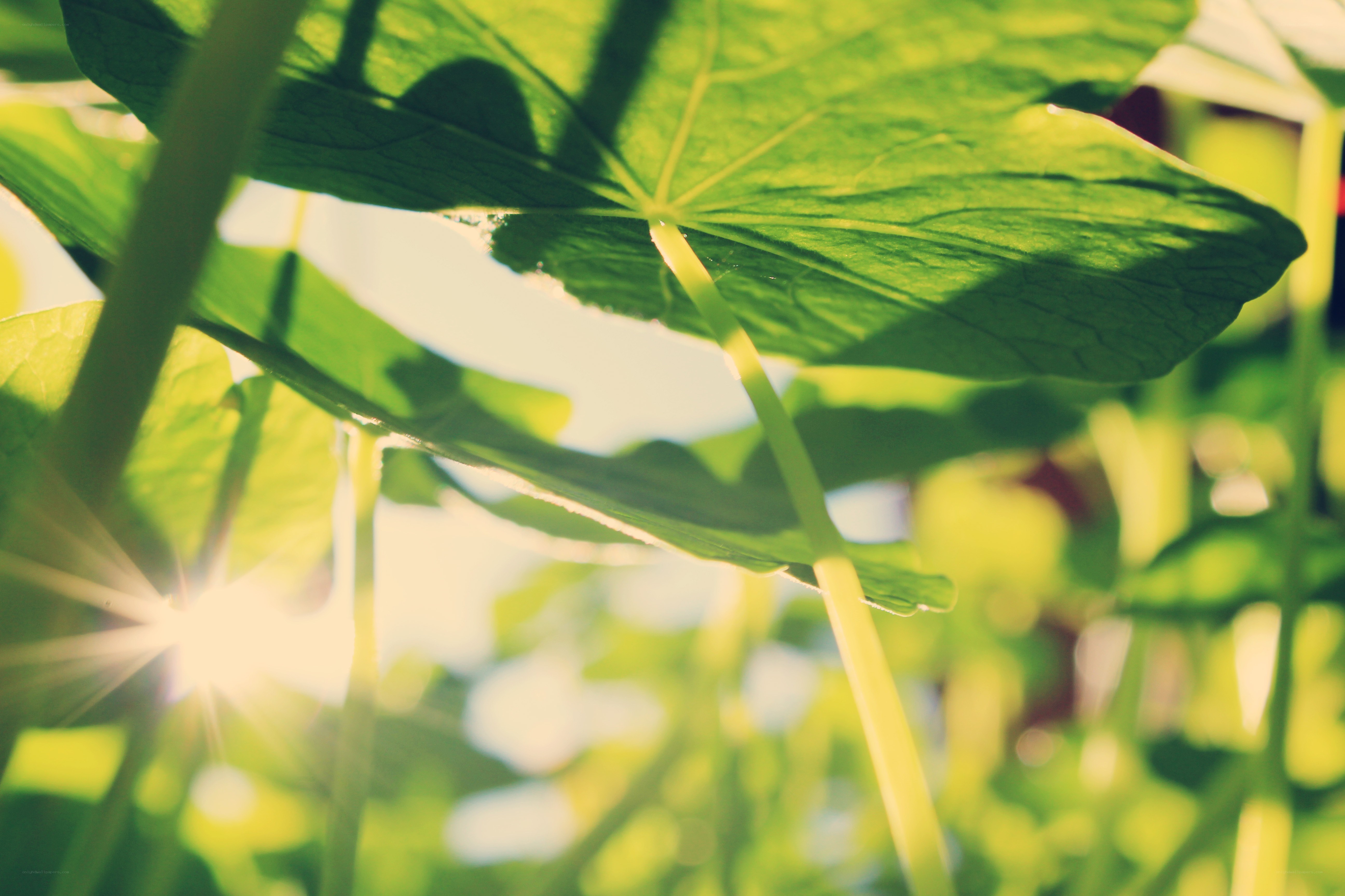 sunlight through green leaves