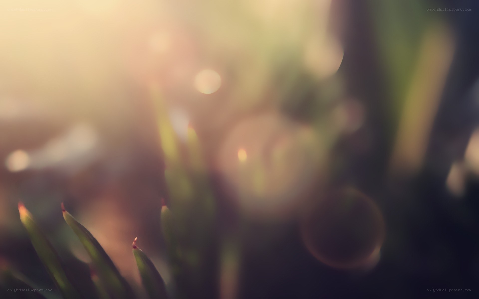 sunlight through green leaves