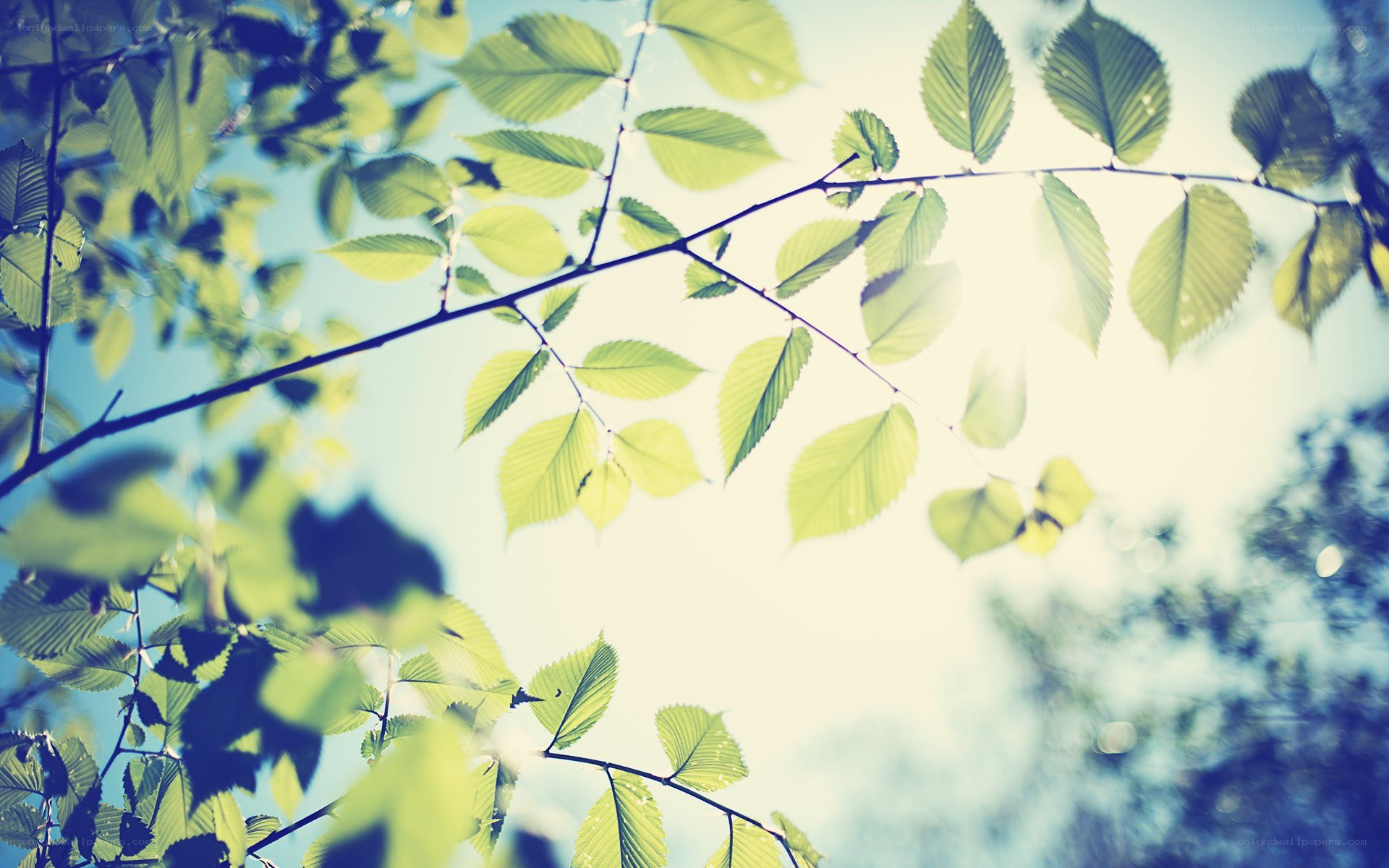 sunlight through green leaves