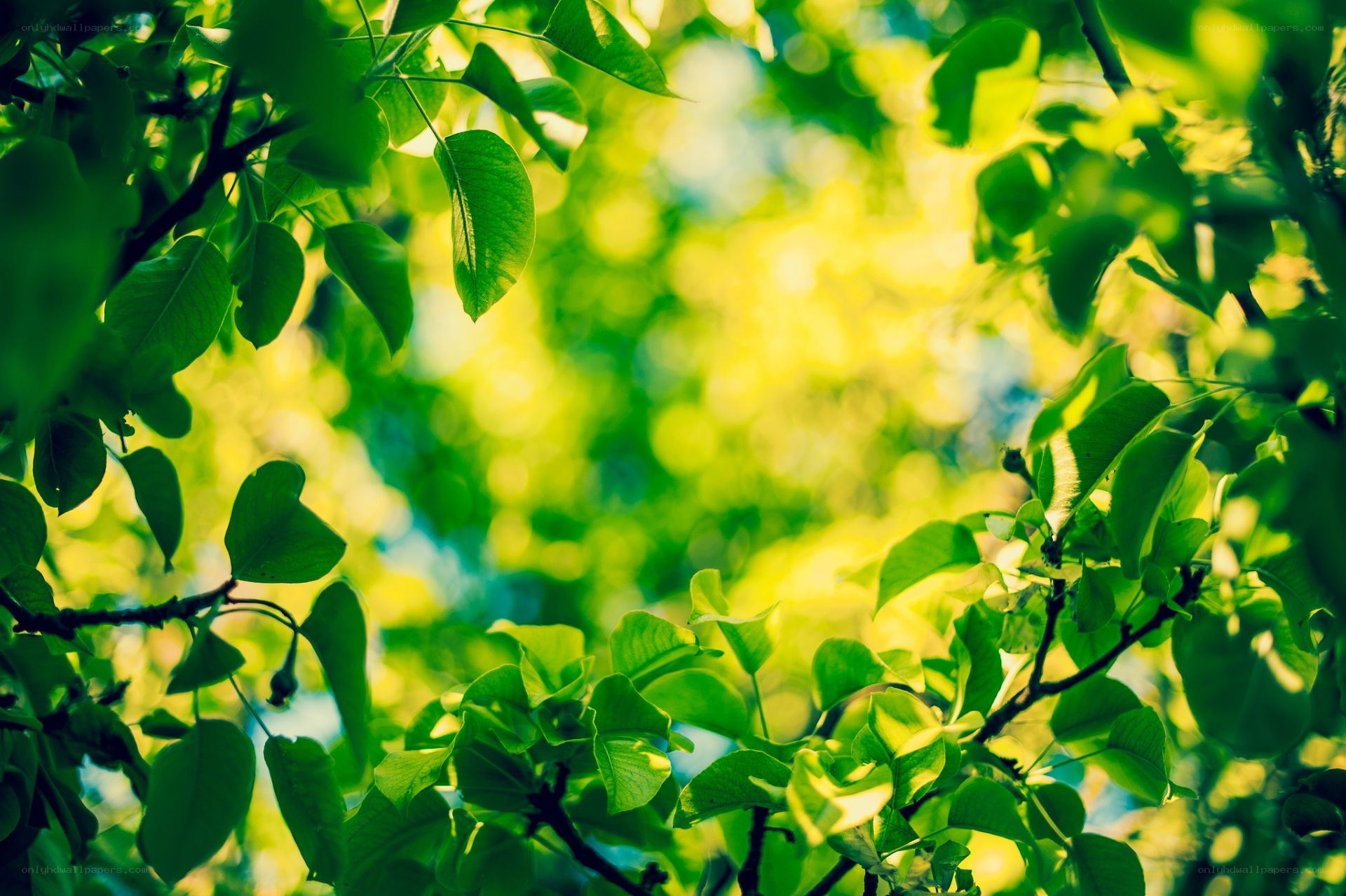 sunlight through green leaves