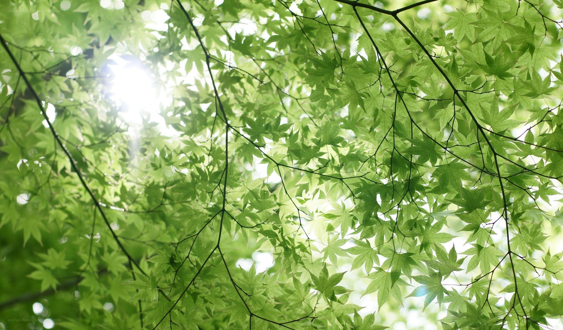 Sunlight through green leaves