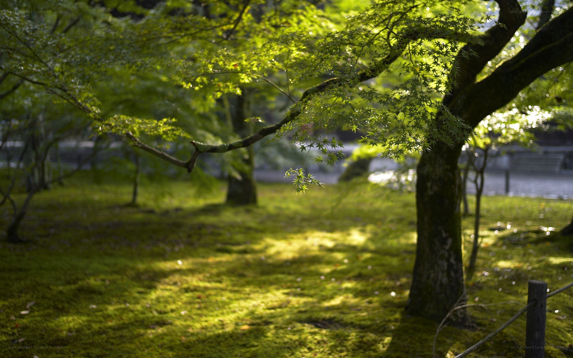 Sunlight through green leaves
