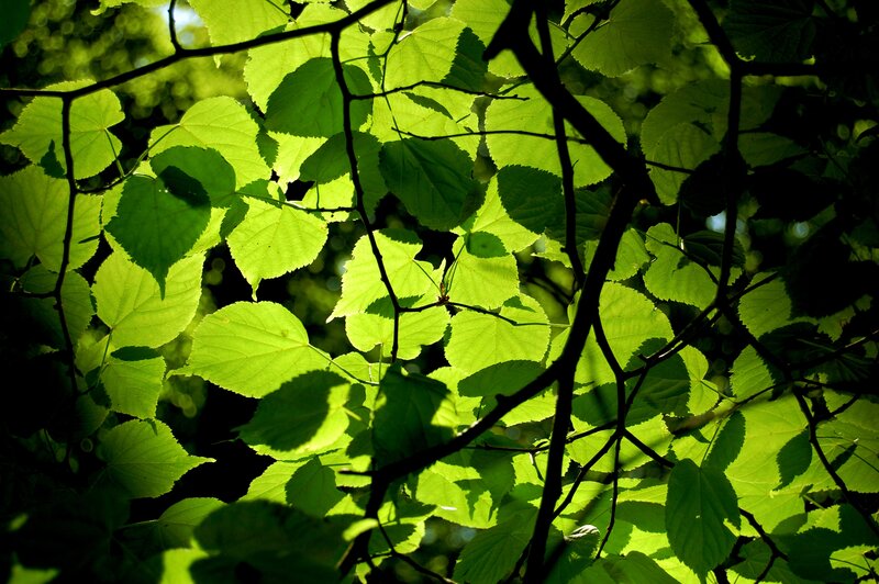 Sunlight through green leaves