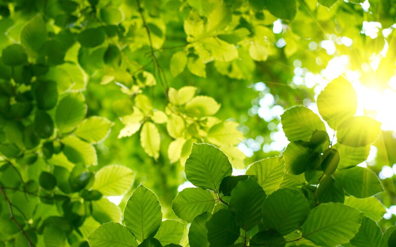 Sunlight through green leaves