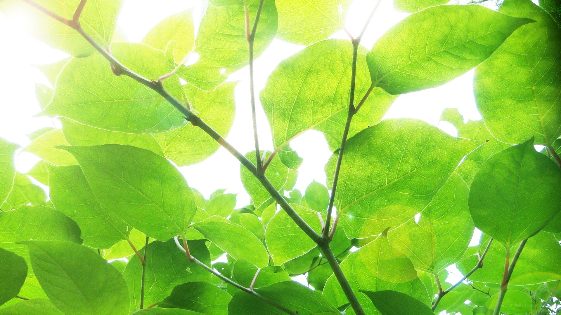 sunlight through green leaves