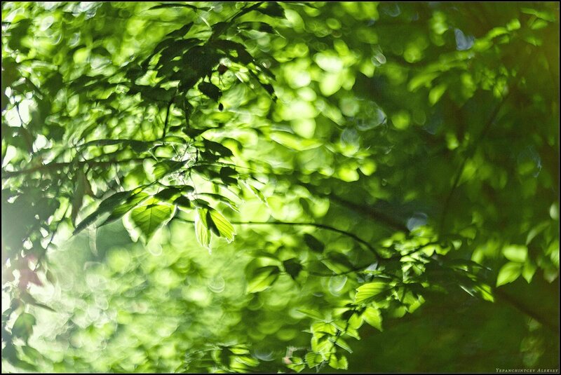 Sunlight through green leaves
