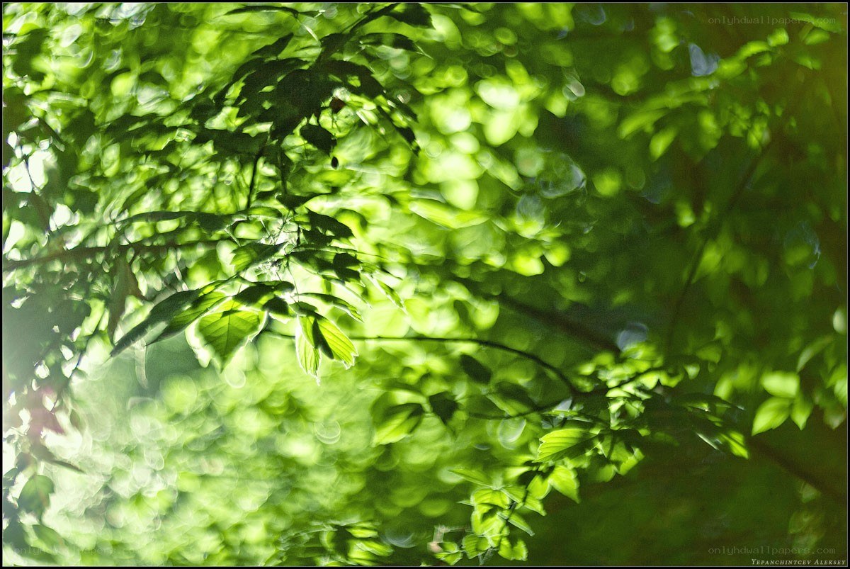 Sunlight through green leaves
