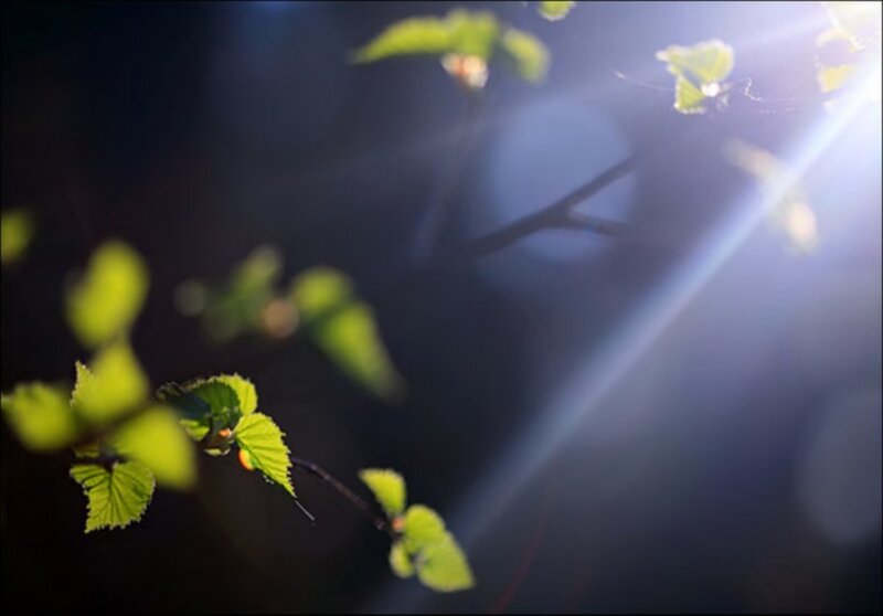 Sunlight through green leaves