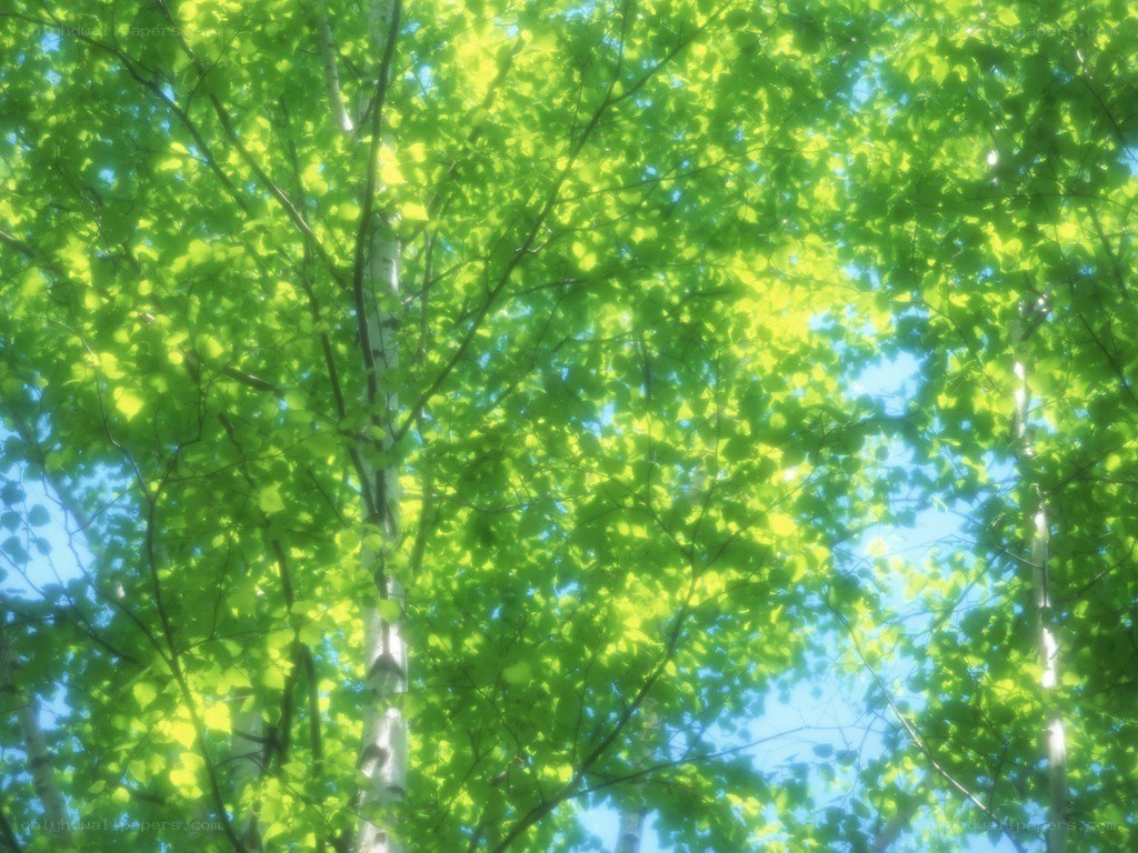 Sunlight through green leaves