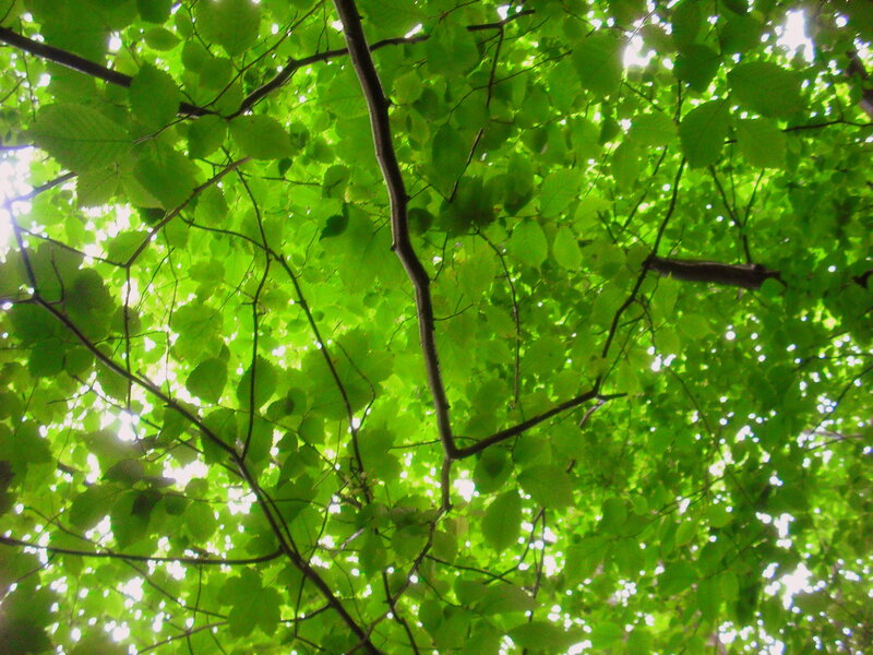 sunlight through green leaves