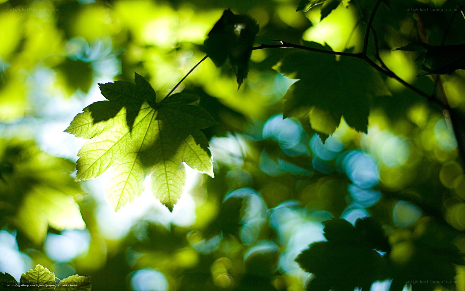 Sunlight through green leaves