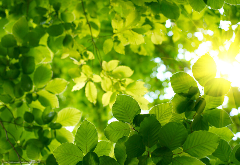 Sunlight through green leaves