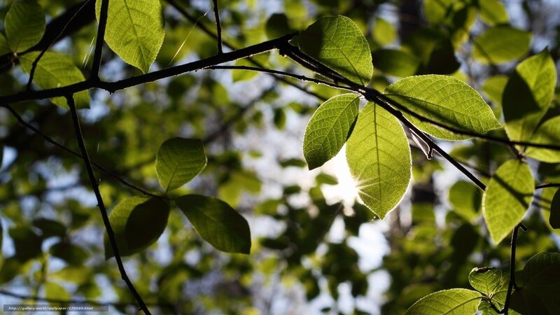 Sunlight Through Green Leaves — Serene, Afternoon