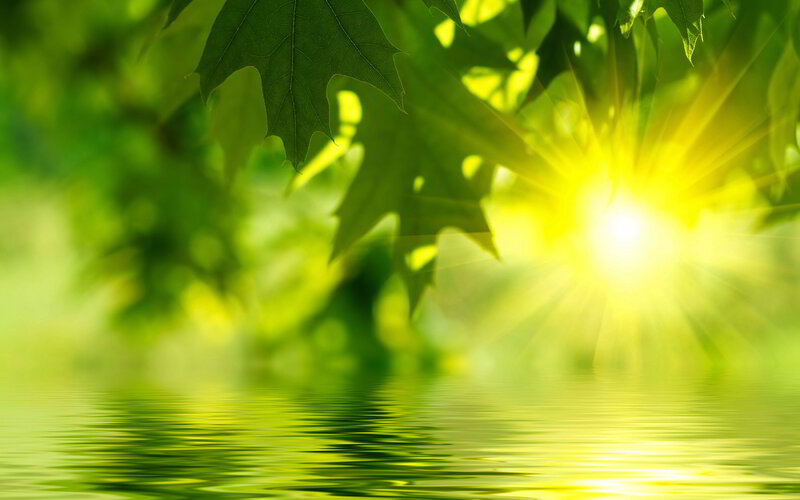 Sunlight Through Green Leaves — Serene