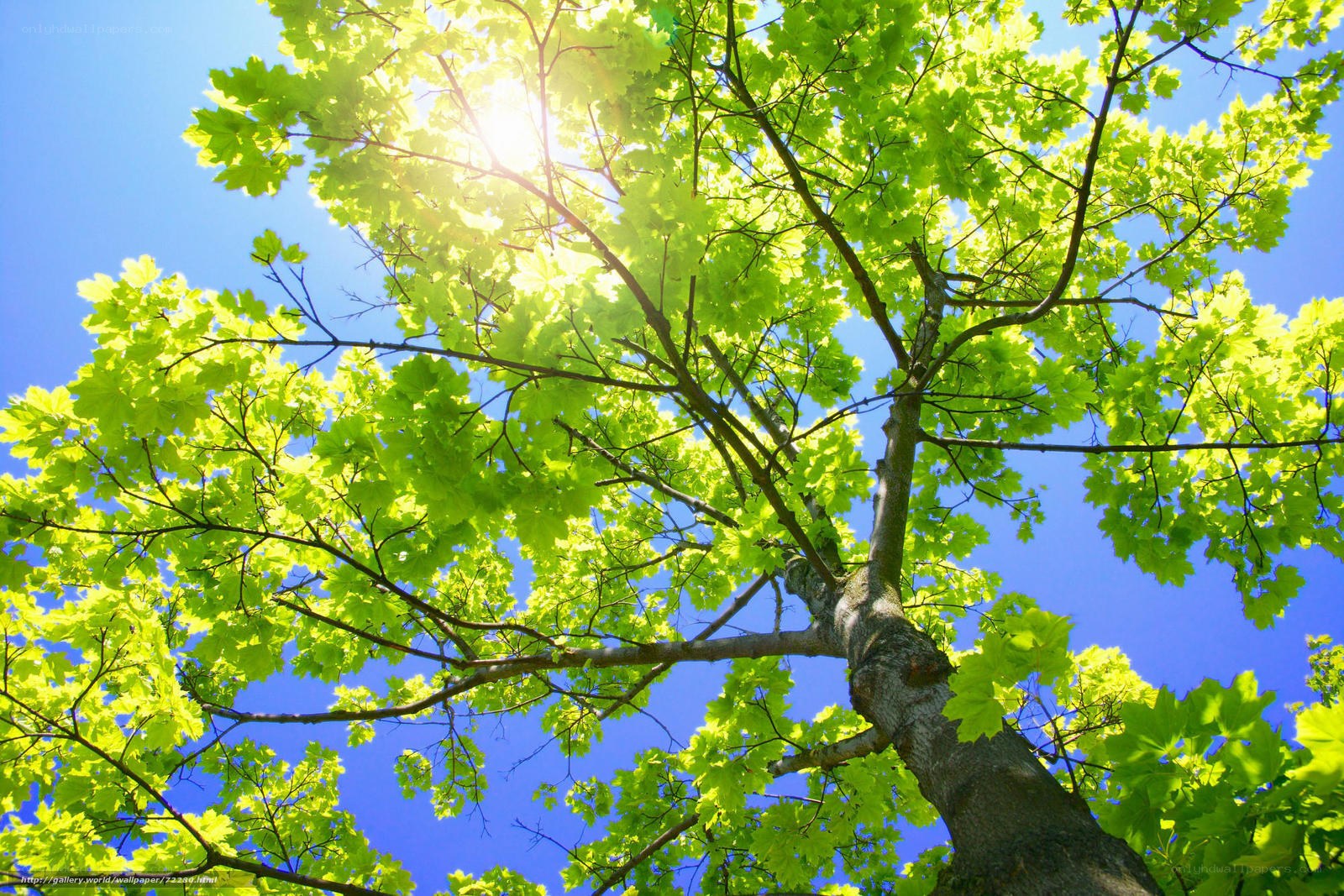 Sunlight through green leaves