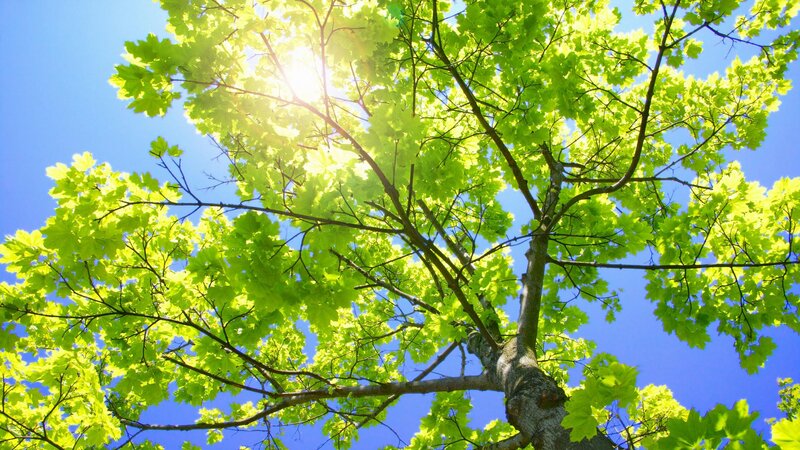 Sunlight through green tree leaves