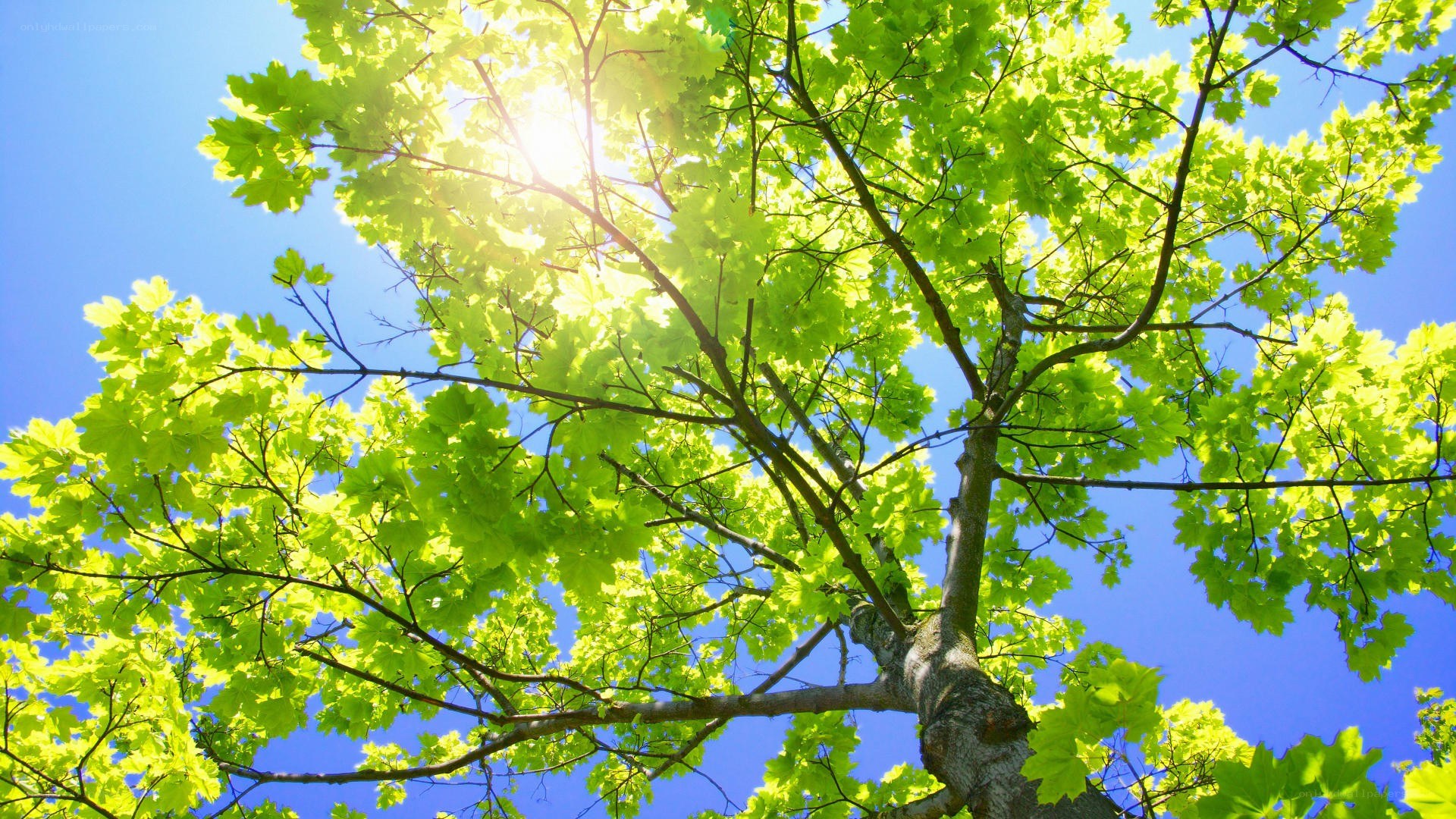 Sunlight through green tree leaves