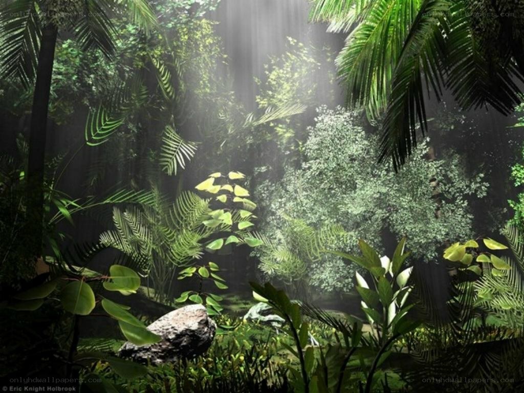 Sunlight through jungle canopy