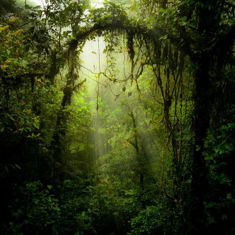 Sunlight through jungle canopy