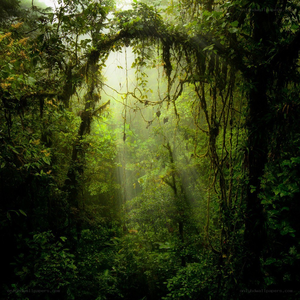 Sunlight through jungle canopy