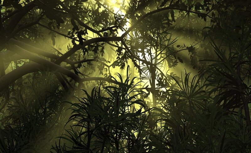 Sunlight through jungle canopy