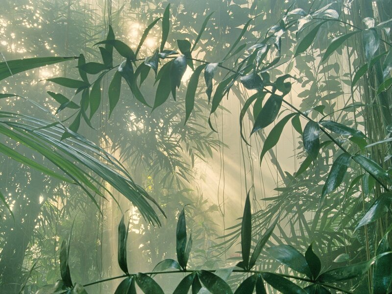 Sunlight through jungle foliage