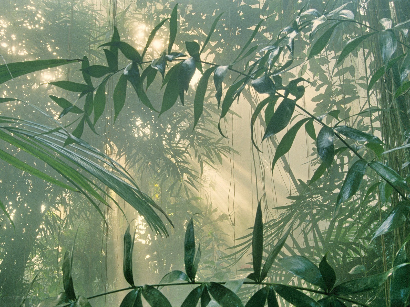 Sunlight through jungle foliage