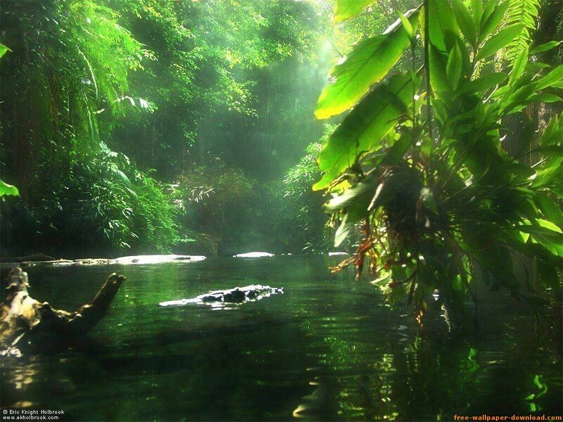 Sunlight through jungle river