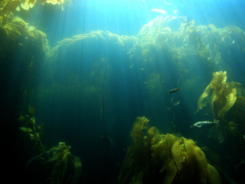 Sunlight through kelp forest