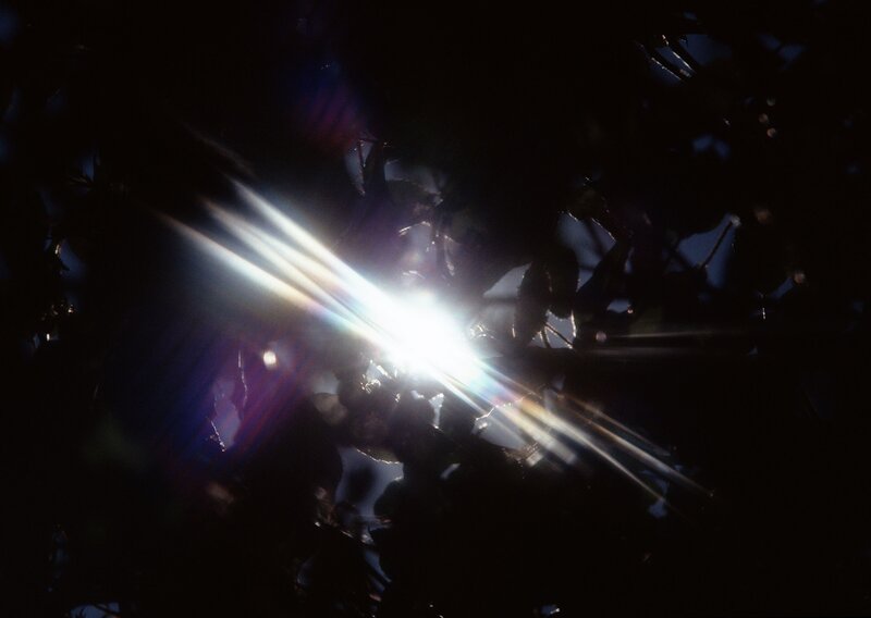 Sunlight Through Leaves — Black